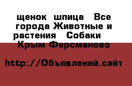 щенок  шпица - Все города Животные и растения » Собаки   . Крым,Ферсманово